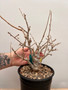 Boswellia neglecta 1 Gallon Pot A