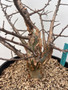 Bursera fagaroides 3 Gallon Pot