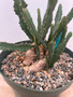 Euphorbia buruana 8" Pot