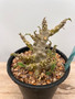 Dorstenia foetida 1 Gallon Pot