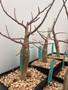 Bursera fagaroides 6" Pots
