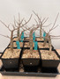 Bursera fagaroides 6" Pots
