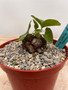 Dioscorea elephantipes 6" Choice Pot A
