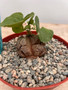Dioscorea elephantipes 6" Choice Pot A