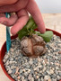 Dioscorea elephantipes 6" Choice Pot A