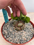 Dioscorea elephantipes 6" Choice Pot B