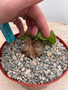 Dioscorea elephantipes 6" Choice Pot D