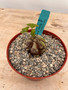 Dioscorea elephantipes 6" Choice Pot H