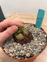 Dioscorea elephantipes 6" XL Pot K