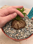 Dioscorea elephantipes 6" XL Pot L
