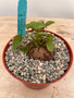 Dioscorea elephantipes 6" XL Pot L