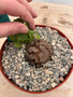Dioscorea elephantipes 6" XL Pot M
