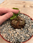 Dioscorea elephantipes 6" XL Pot N