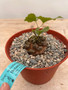 Dioscorea elephantipes 6" XL Pot P