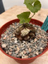 Dioscorea elephantipes 6" XL Pot P