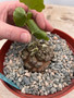 Dioscorea elephantipes 6" XL Pot P