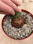 Dioscorea elephantipes 6" XL Pot Q