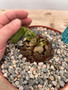 Dioscorea elephantipes 6" XL Pot R
