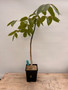 Commiphora capuronii 6" Pot A