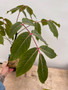Commiphora capuronii 6" Pot A