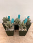 Adromischus festivus 3.5" Pots