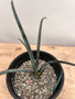 Yucca endlichiana 1 Gallon Pot