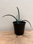 Yucca endlichiana 1 Gallon Pot