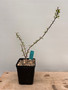 Fouquieria fasciculata 5" Pot - Well-rooted cutting
