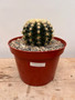 Echinocactus grusonii v. brevispinus 8" Pot
