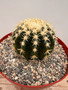 Echinocactus grusonii v. brevispinus 8" Pot