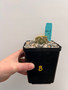 Copiapoa haseltoniana 5" Pot B