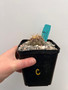 Copiapoa haseltoniana 5" Pot C