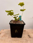 Dioscorea elephantipes 6" Pot B