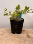 Dioscorea elephantipes 6" Pot C