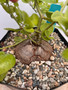 Dioscorea elephantipes 6" Pot C