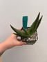 Aloe woodii 3.5" Pot A