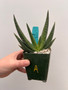 Aloe woodii 3.5" Pot A
