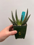 Aloe woodii 3.5" Pot C