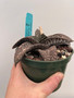 Gasteria 'SD' 5" Pot