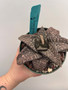 Gasteria 'SD' 5" Pot