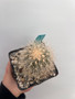Copiapoa krainziana 5" Pot