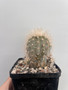 Copiapoa krainziana 5" Pot