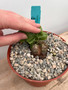 Dioscorea elephantipes 6" Pot C - Extreme Fissures!
