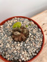 Dioscorea elephantipes 6" Pot G - Extreme Fissures!