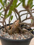 Pachypodium succulentum x bispinosum 2 Gallon Pot
