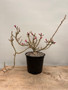 Pachypodium succulentum x bispinosum 1 Gallon Pot