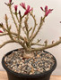Pachypodium succulentum x bispinosum 1 Gallon Pot