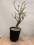 Adenium swazicum 2 Gallon Pot