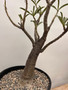Adenium swazicum 2 Gallon Pot