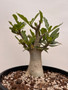 Adenium hybrid 3 Gallon Pot A